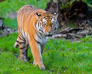 Preview wallpaper siberian tiger, tiger, predator, big cat, wild, grass