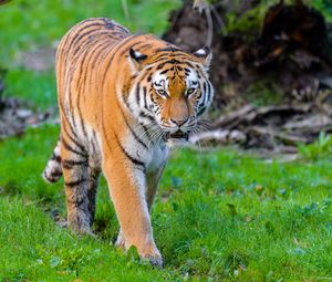 Preview wallpaper siberian tiger, tiger, predator, big cat, wild, grass