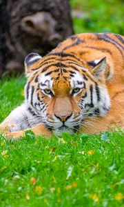 Preview wallpaper siberian tiger, tiger, predator, big cat, grass, wildlife