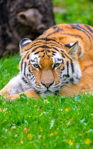 Preview wallpaper siberian tiger, tiger, predator, big cat, grass, wildlife