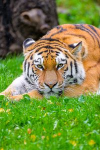 Preview wallpaper siberian tiger, tiger, predator, big cat, grass, wildlife