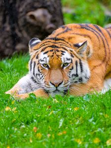 Preview wallpaper siberian tiger, tiger, predator, big cat, grass, wildlife