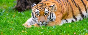 Preview wallpaper siberian tiger, tiger, predator, big cat, grass, wildlife