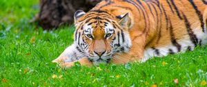 Preview wallpaper siberian tiger, tiger, predator, big cat, grass, wildlife