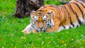 Preview wallpaper siberian tiger, tiger, predator, big cat, grass, wildlife