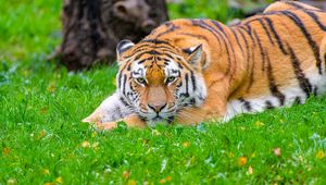 Preview wallpaper siberian tiger, tiger, predator, big cat, grass, wildlife