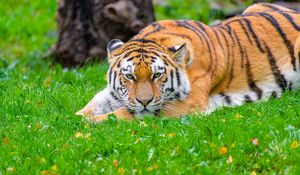 Preview wallpaper siberian tiger, tiger, predator, big cat, grass, wildlife