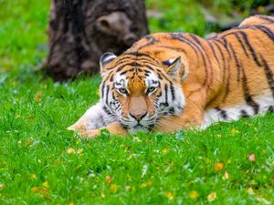 Preview wallpaper siberian tiger, tiger, predator, big cat, grass, wildlife