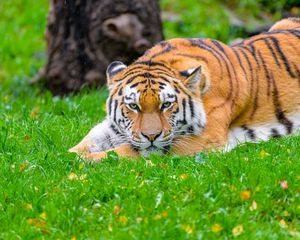 Preview wallpaper siberian tiger, tiger, predator, big cat, grass, wildlife