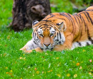 Preview wallpaper siberian tiger, tiger, predator, big cat, grass, wildlife