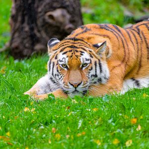 Preview wallpaper siberian tiger, tiger, predator, big cat, grass, wildlife