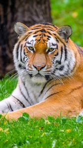 Preview wallpaper siberian tiger, tiger, predator, big cat, grass, wild animal