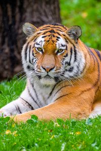 Preview wallpaper siberian tiger, tiger, predator, big cat, grass, wild animal