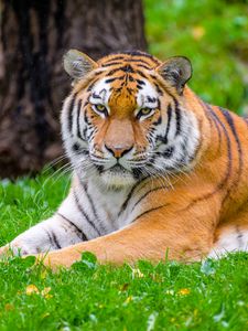 Preview wallpaper siberian tiger, tiger, predator, big cat, grass, wild animal