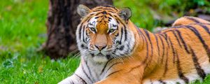 Preview wallpaper siberian tiger, tiger, predator, big cat, grass, wild animal