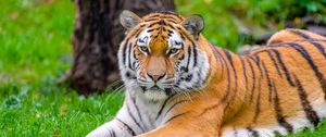 Preview wallpaper siberian tiger, tiger, predator, big cat, grass, wild animal