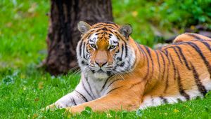 Preview wallpaper siberian tiger, tiger, predator, big cat, grass, wild animal