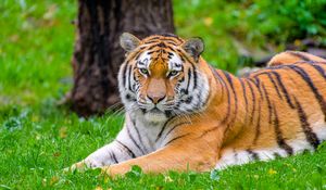 Preview wallpaper siberian tiger, tiger, predator, big cat, grass, wild animal