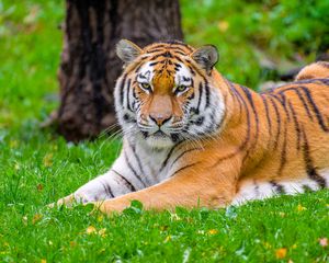 Preview wallpaper siberian tiger, tiger, predator, big cat, grass, wild animal