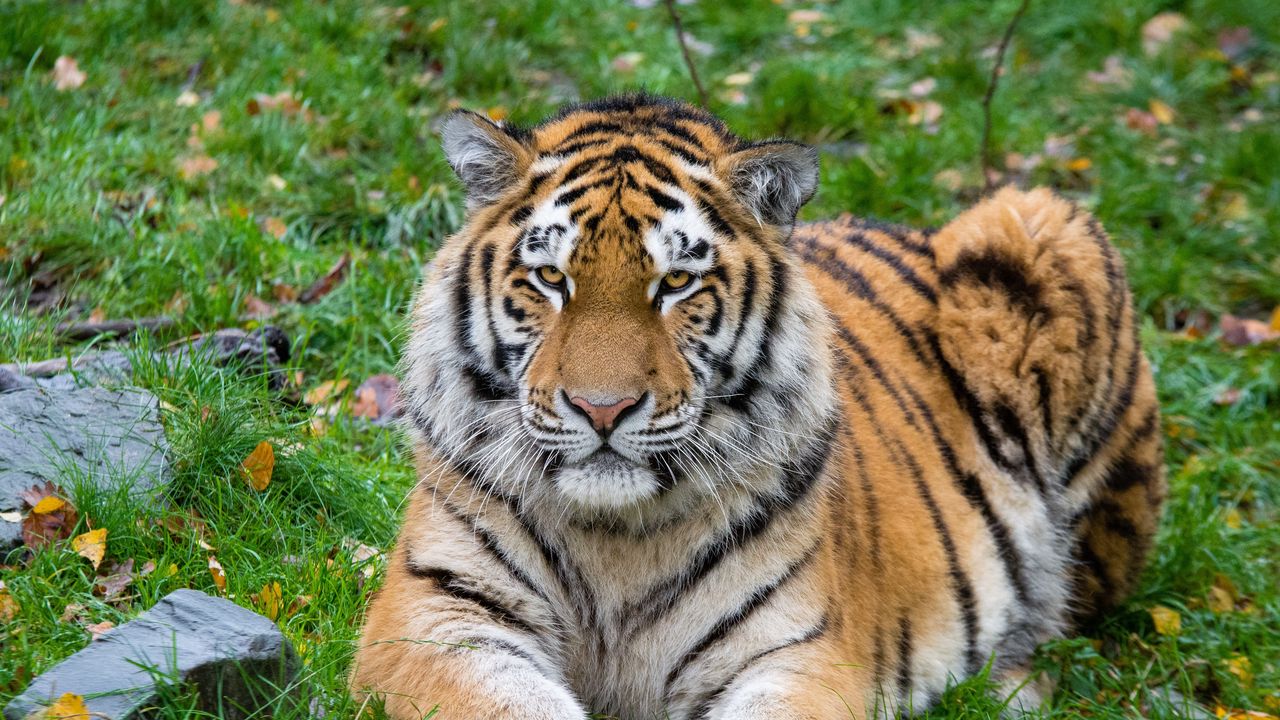 Wallpaper siberian tiger, tiger, predator, big cat, lies