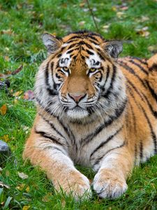 Preview wallpaper siberian tiger, tiger, predator, big cat, lies