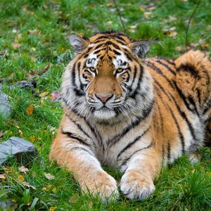Preview wallpaper siberian tiger, tiger, predator, big cat, lies