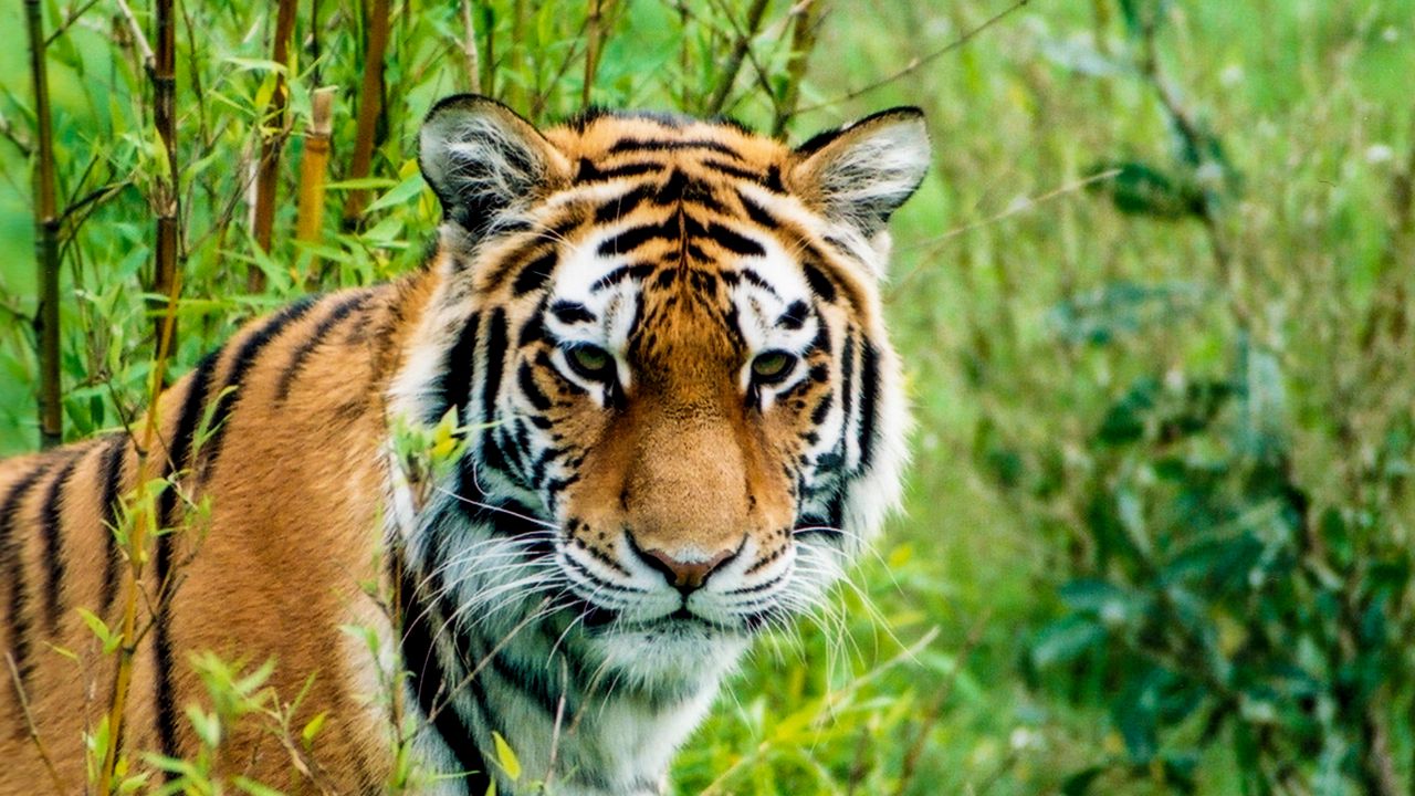 Wallpaper siberian tiger, tiger, predator, animal, wildlife