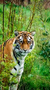 Preview wallpaper siberian tiger, tiger, predator, animal, wildlife