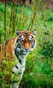 Preview wallpaper siberian tiger, tiger, predator, animal, wildlife