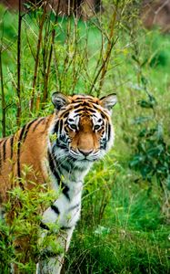 Preview wallpaper siberian tiger, tiger, predator, animal, wildlife