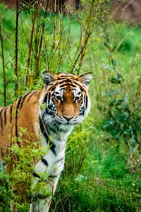 Preview wallpaper siberian tiger, tiger, predator, animal, wildlife