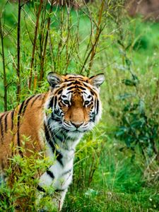 Preview wallpaper siberian tiger, tiger, predator, animal, wildlife