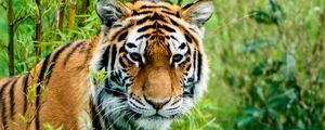 Preview wallpaper siberian tiger, tiger, predator, animal, wildlife