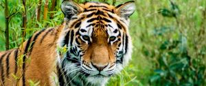 Preview wallpaper siberian tiger, tiger, predator, animal, wildlife