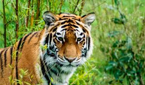 Preview wallpaper siberian tiger, tiger, predator, animal, wildlife