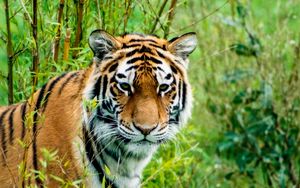 Preview wallpaper siberian tiger, tiger, predator, animal, wildlife