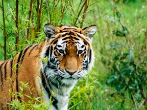 Preview wallpaper siberian tiger, tiger, predator, animal, wildlife