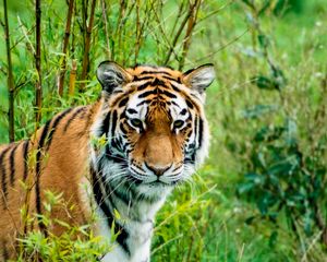 Preview wallpaper siberian tiger, tiger, predator, animal, wildlife