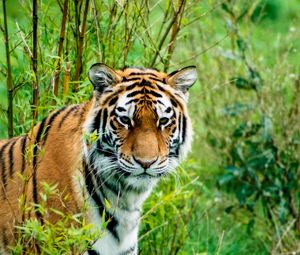 Preview wallpaper siberian tiger, tiger, predator, animal, wildlife