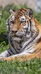 Preview wallpaper siberian tiger, tiger, predator, big cat, grass
