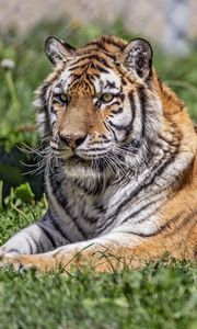 Preview wallpaper siberian tiger, tiger, predator, big cat, grass