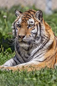 Preview wallpaper siberian tiger, tiger, predator, big cat, grass