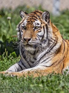 Preview wallpaper siberian tiger, tiger, predator, big cat, grass