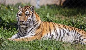 Preview wallpaper siberian tiger, tiger, predator, big cat, grass