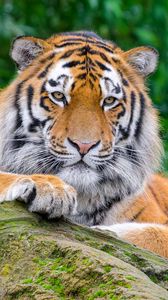 Preview wallpaper siberian tiger, tiger, predator, big cat, stone