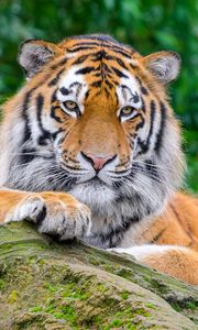 Preview wallpaper siberian tiger, tiger, predator, big cat, stone