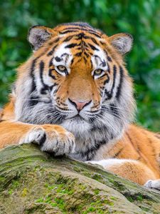 Preview wallpaper siberian tiger, tiger, predator, big cat, stone