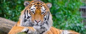 Preview wallpaper siberian tiger, tiger, predator, big cat, stone