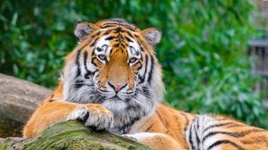Preview wallpaper siberian tiger, tiger, predator, big cat, stone