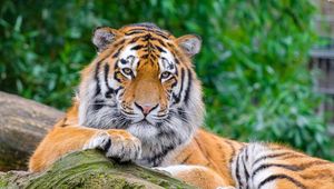 Preview wallpaper siberian tiger, tiger, predator, big cat, stone